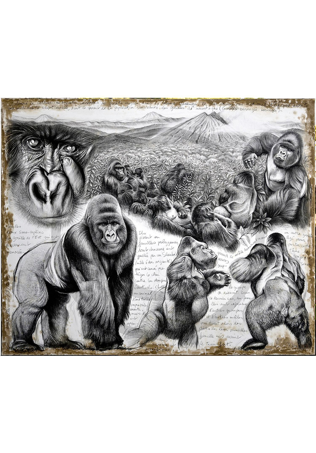 Marcello-art: Wish Card 301 - Virunga (Mountain Gorilla)