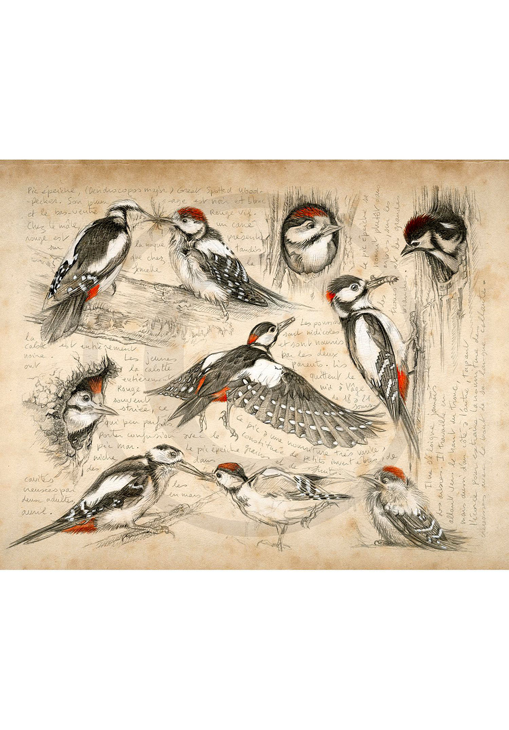 Marcello-art: Wish Card 327 - Great Spotted Woodpecker