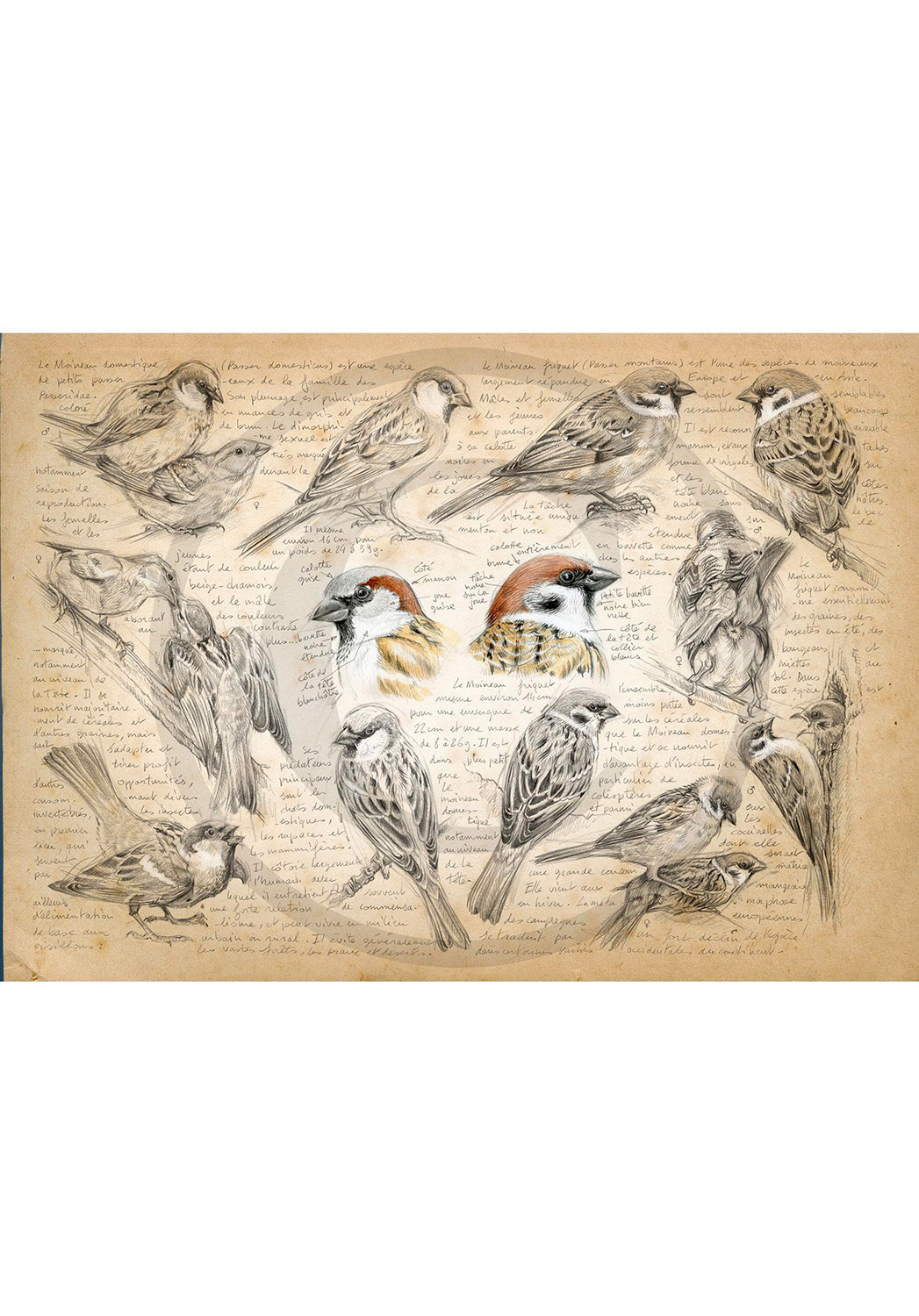 Marcello-art: Wish Card 333 - House sparrow and tree sparrow