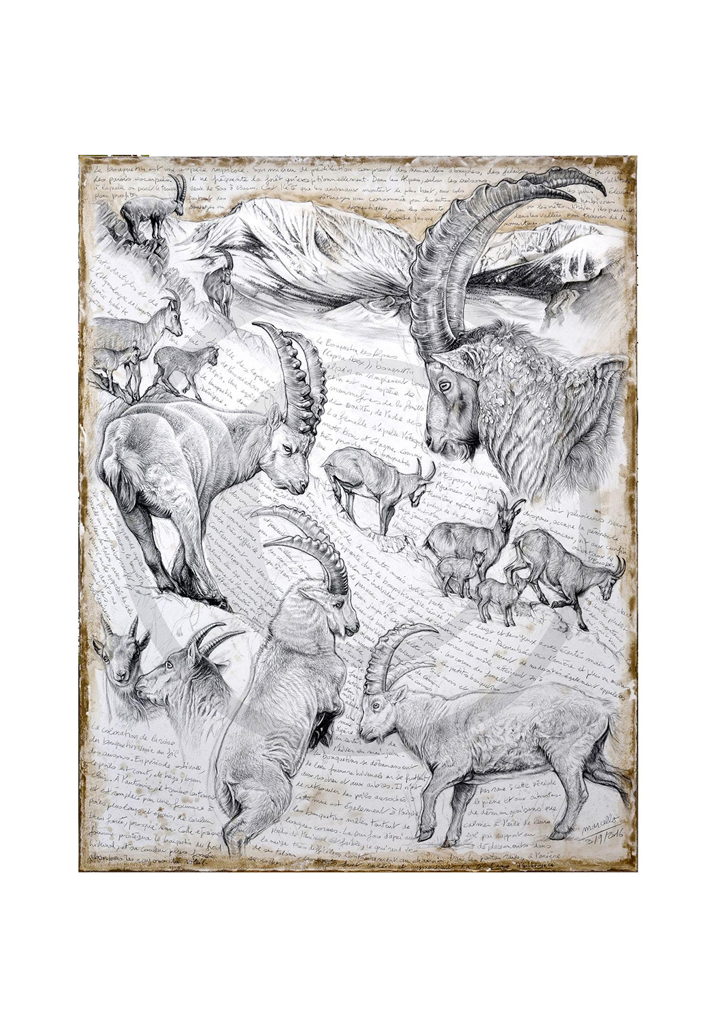 Marcello-art: Wish Card 348 - Alpine Ibex