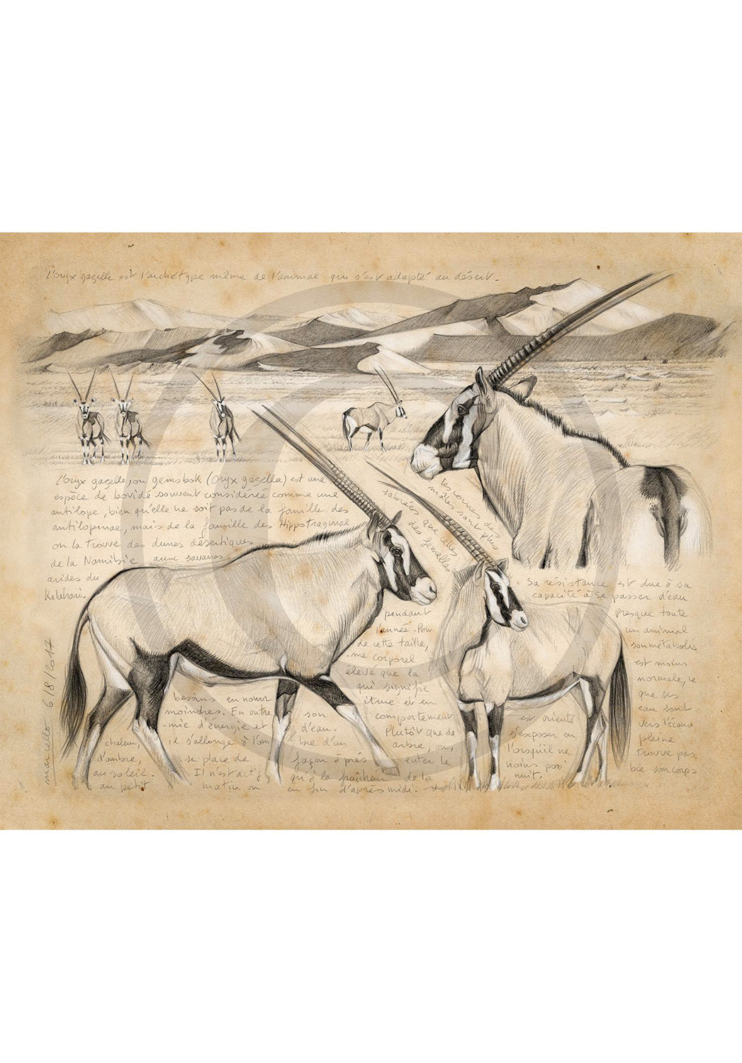 Marcello-art : Cartes de faire part 370 - Oryx gazelle