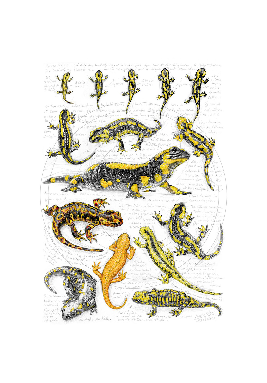 Marcello-art : Cartes de faire part 383 - Sous espèces salamandres