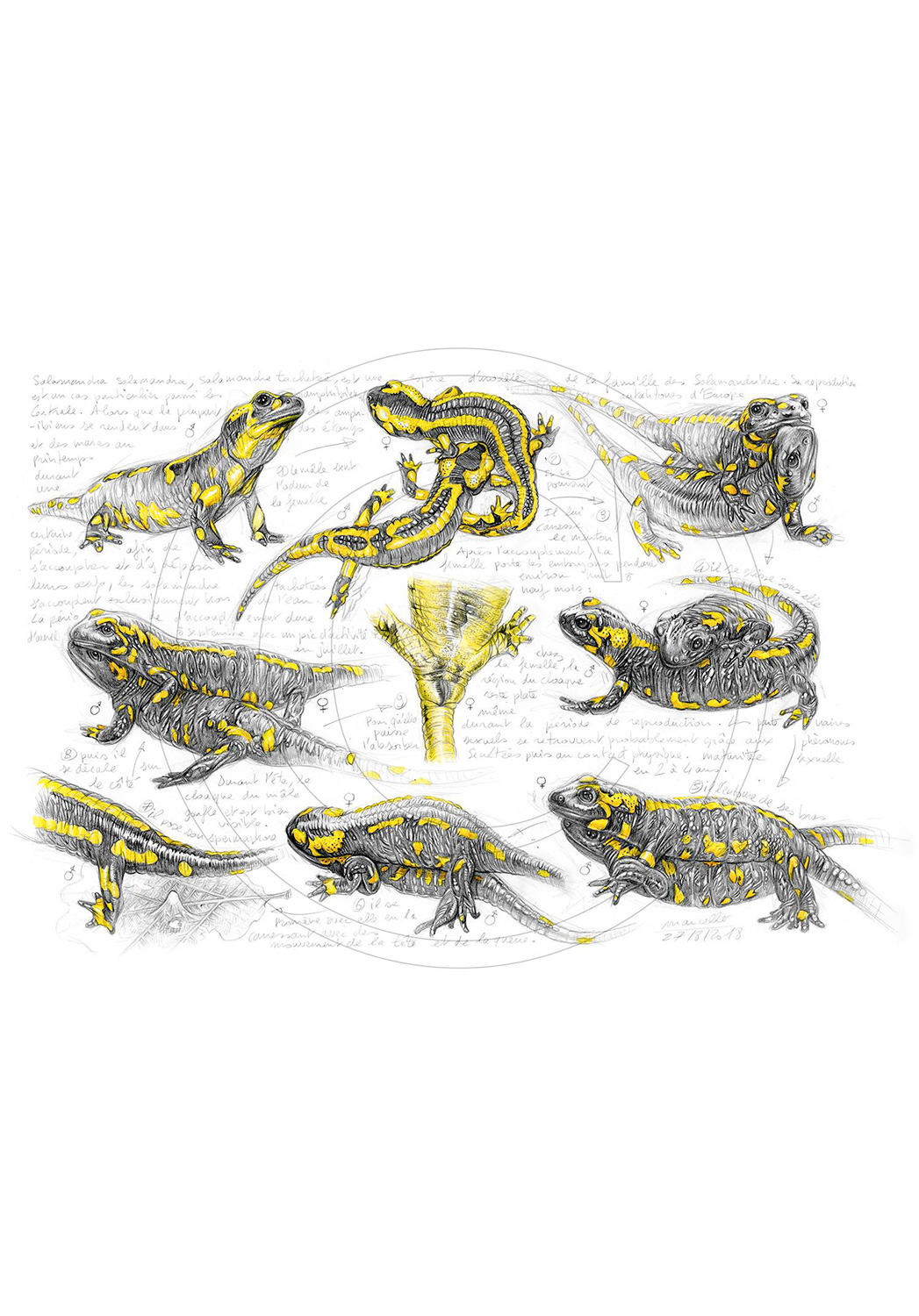 Marcello-art: Wish Card 384 - Salamander mating