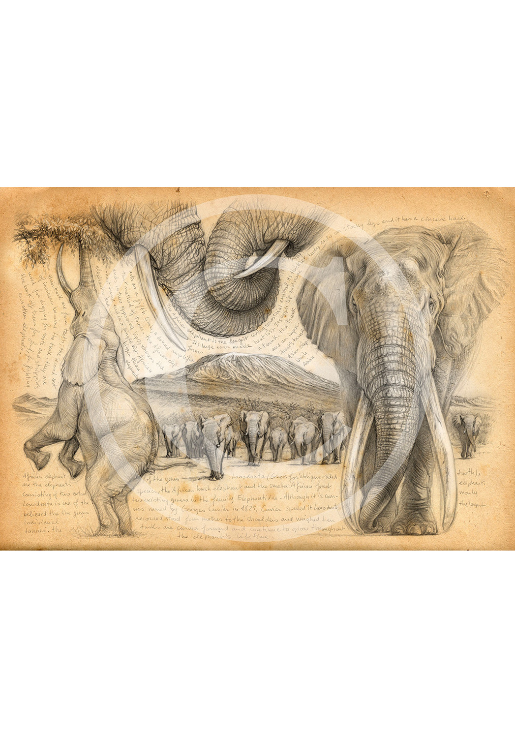 Marcello-art: Exclusive work 196 - H&H Big Five Elephant