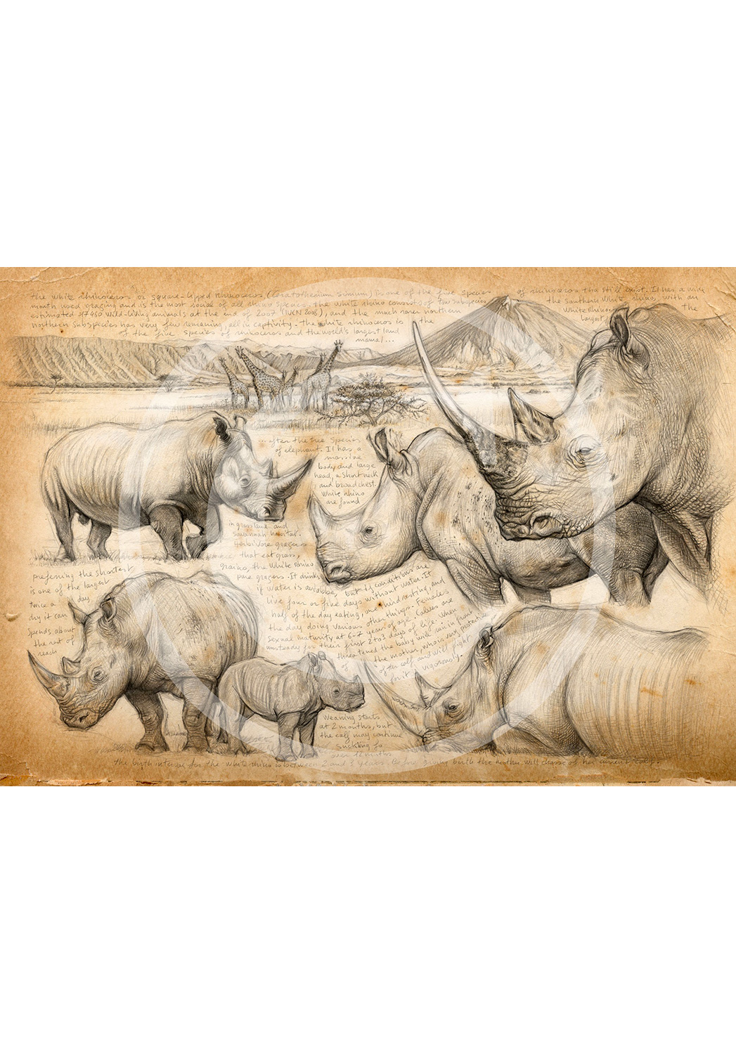 Marcello-art : Commandes exclusives 198 - H&H Big Five Rhinocéros blanc