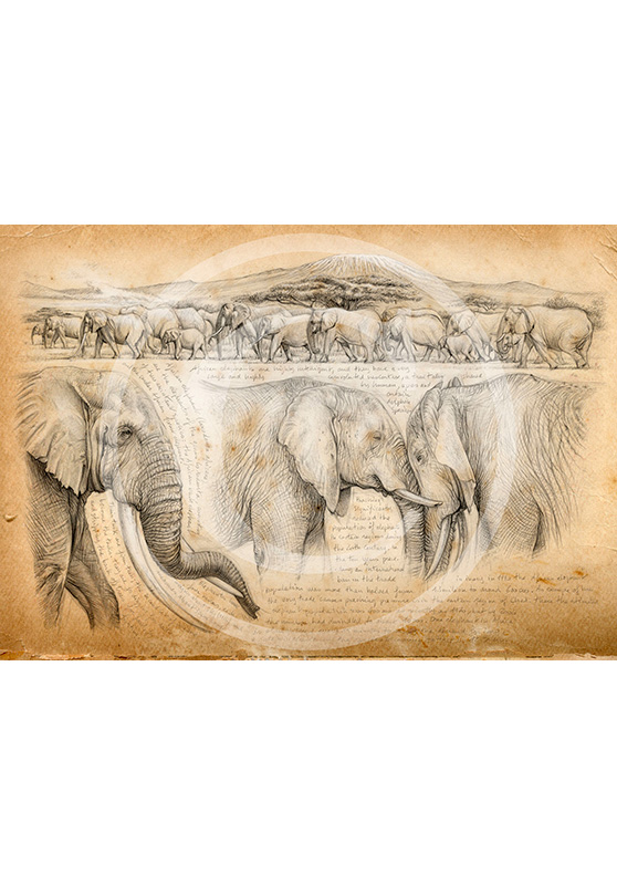 Marcello-art : Commandes exclusives 246 - H&H Big Five Éléphant
