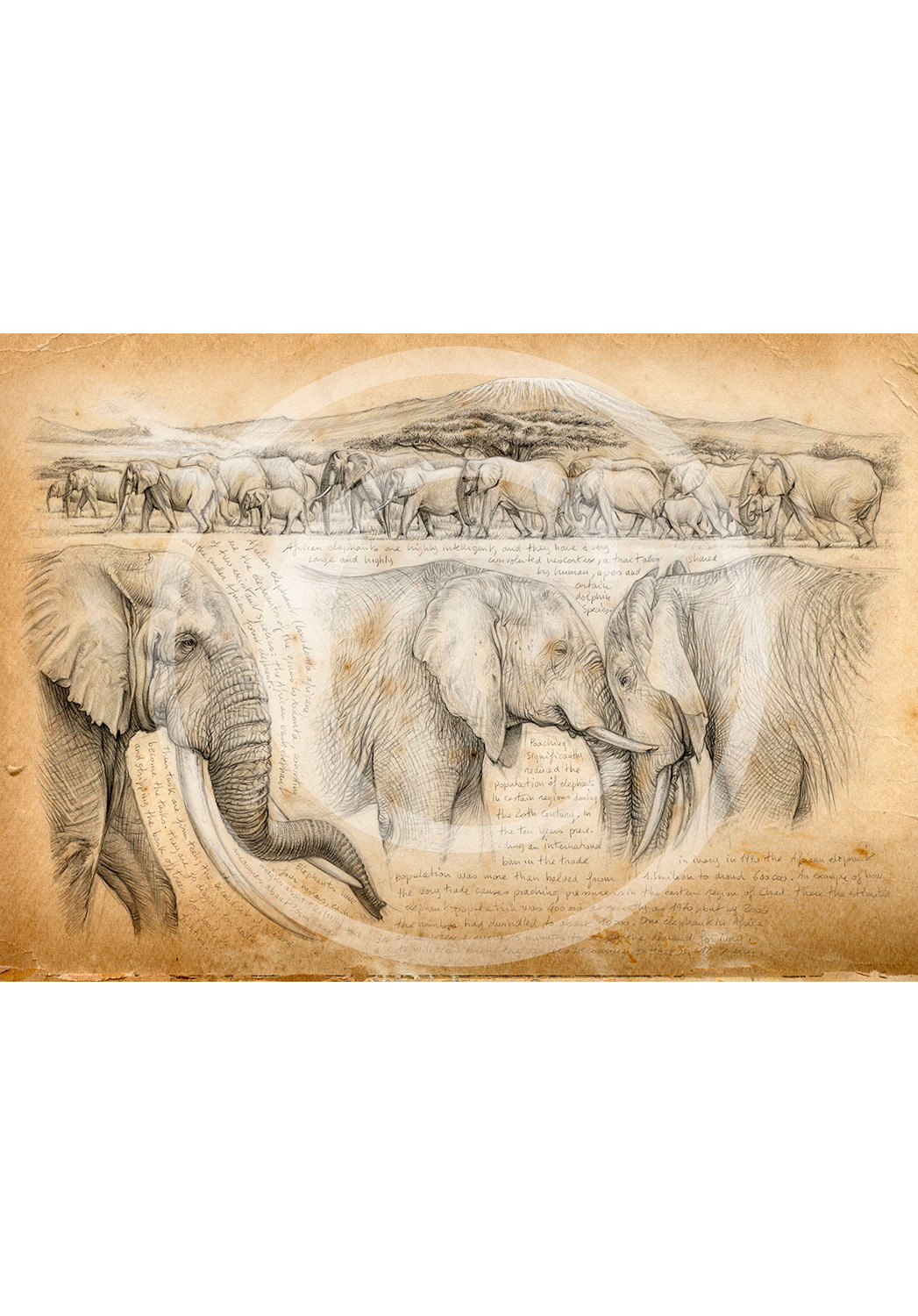Marcello-art: Exclusive work 246 - H&H Big Five Elephant