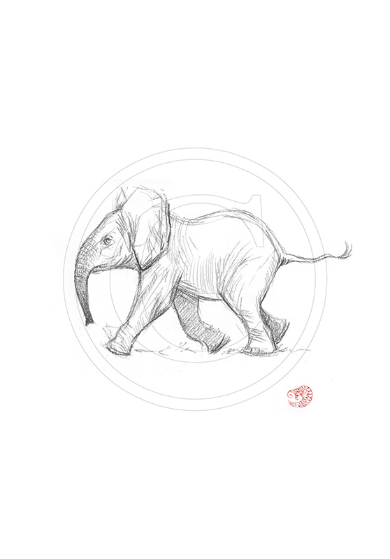Marcello-art: Ballpoint pen drawing 291 - Baby elephant first steps